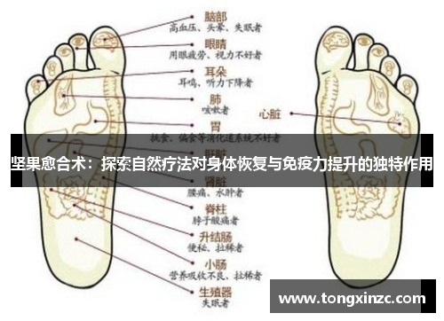 坚果愈合术：探索自然疗法对身体恢复与免疫力提升的独特作用